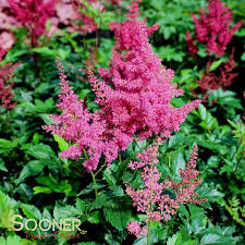 Image result for Astilbe