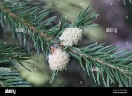 Attēlu rezultāti vaicājumam “Adelges laricis”