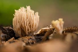 Attēlu rezultāti vaicājumam “Clavulina amethystina”