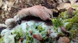 Attēlu rezultāti vaicājumam “Brefeldia maxima plasmodium”