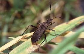 Attēlu rezultāti vaicājumam “Closterotomus biclavatus imago”