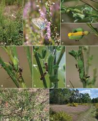 Attēlu rezultāti vaicājumam “Plebejus idas underside”