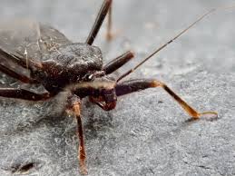 Attēlu rezultāti vaicājumam “Reduvius personatus”