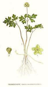 Attēlu rezultāti vaicājumam “Adoxa moschatellina flower”