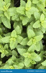 Attēlu rezultāti vaicājumam “Mentha spicata leaf”