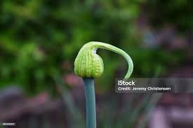 Attēlu rezultāti vaicājumam “Allium cepa bud”