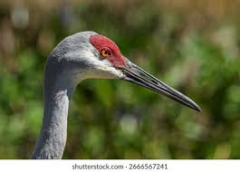 Image result for Grus canadensis