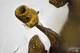 Attēlu rezultāti vaicājumam “Physarum bryocorticola spores”