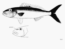 Image result for Aprion virescens