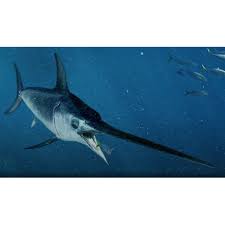 Image result for Istiompax indica