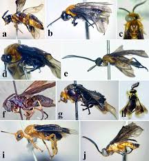 Attēlu rezultāti vaicājumam “Argidae”