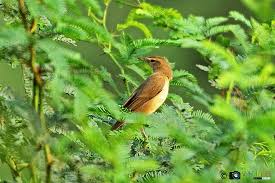 Attēlu rezultāti vaicājumam “Hippolais caligata adult”