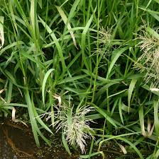 Attēlu rezultāti vaicājumam “Glyceria maxima leaf”