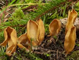Attēlu rezultāti vaicājumam “Calocera glossoides”