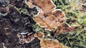 Attēlu rezultāti vaicājumam “Skeletocutis amorpha”