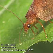 Attēlu rezultāti vaicājumam “Drepanepteryx phalaenoides”