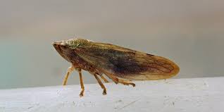 Attēlu rezultāti vaicājumam “Aphrophora salicina”