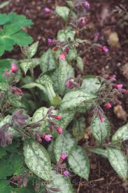 Attēlu rezultāti vaicājumam “Pulmonaria saccharata leaf”