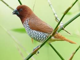 Attēlu rezultāti vaicājumam “Scapania lingulata”