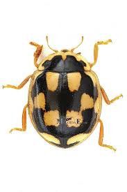 Attēlu rezultāti vaicājumam “Propylea quatuordecimpunctata”