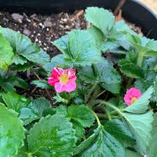 Attēlu rezultāti vaicājumam “Potentilla supina leaf”
