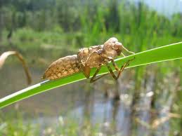 Attēlu rezultāti vaicājumam “exuvia”