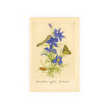 Attēlu rezultāti vaicājumam “Consolida regalis”