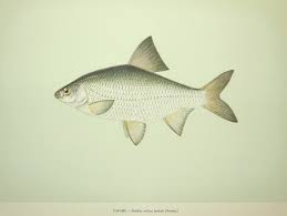 Image result for Rutilus heckelii