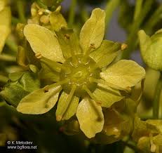 Attēlu rezultāti vaicājumam “Acer platanoides flower”