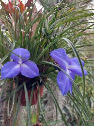 Image result for tillandsia umbellata