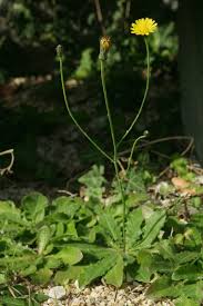 Attēlu rezultāti vaicājumam “Hypochaeris radicata”