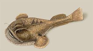 Image result for Lophius americanus