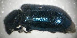 Attēlu rezultāti vaicājumam “Necrobia violacea”