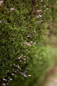 Attēlu rezultāti vaicājumam “Distichium capillaceum”