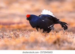 Image result for Tetrao tetrix