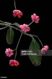 Attēlu rezultāti vaicājumam “Euonymus europaeus fruit”