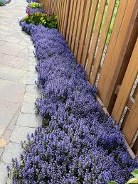 Image result for Ajuga reptans