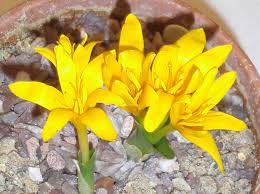 Attēlu rezultāti vaicājumam “Colchicum luteum”