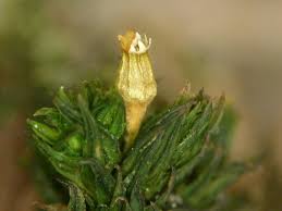 Attēlu rezultāti vaicājumam “Orthotrichum patens sporophyte”