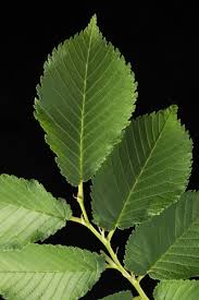 Attēlu rezultāti vaicājumam “Ulmus x hollandica leaf”