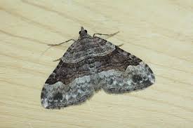 Attēlu rezultāti vaicājumam “Xanthorhoe montanata”