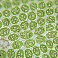 Attēlu rezultāti vaicājumam “Odontoschisma denudatum”