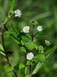 「タカスギ・サブロウタ」の画像検索結果