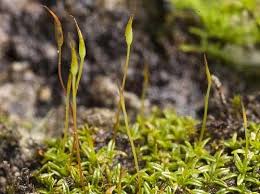 Attēlu rezultāti vaicājumam “Aloina rigida”