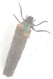 Attēlu rezultāti vaicājumam “Trichoptera”