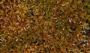 Attēlu rezultāti vaicājumam “Didymodon tophaceus”