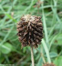 Attēlu rezultāti vaicājumam “Trifolium montanum”