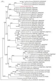 Attēlu rezultāti vaicājumam “Trilophozia quinquedentata”