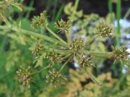 Attēlu rezultāti vaicājumam “Oenanthe aquatica flower”