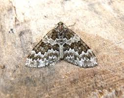 Attēlu rezultāti vaicājumam “Electrophaes corylata”